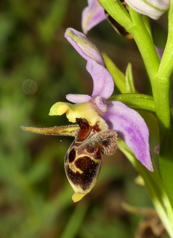 Ophrys tardive e altre orchidee in Epiro - Grecia settentrionale  22_30 maggio 2024.